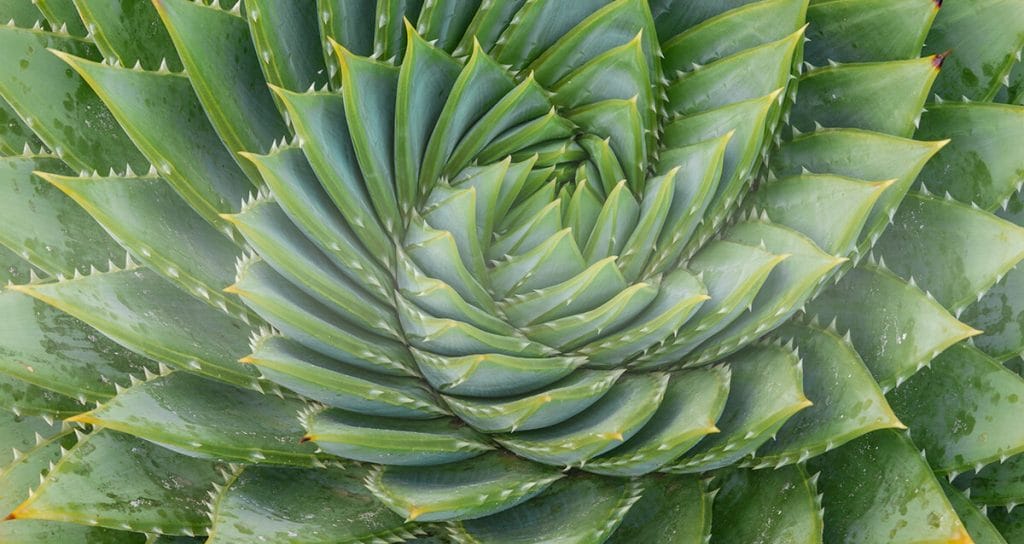 Perfection Succulant