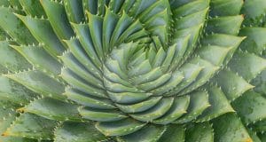 Perfection Succulant